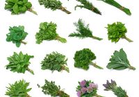 How to cook with fresh and dried Herbs