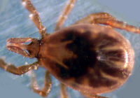 Lyme Disease Epidemic: What you need to know